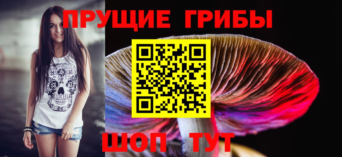 Псилоцибиновые грибы Psilocybe Майский